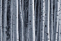 Aspen Birch Forest Wall Mural-Wall Mural-Eazywallz