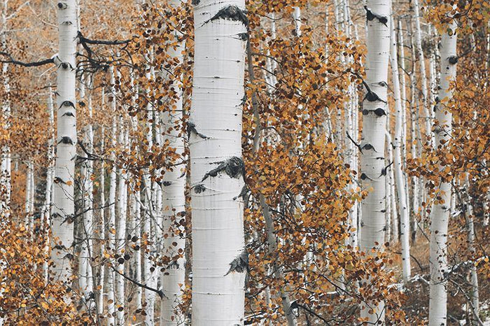 Autumn Forest Wall Mural-Wall Mural-Eazywallz