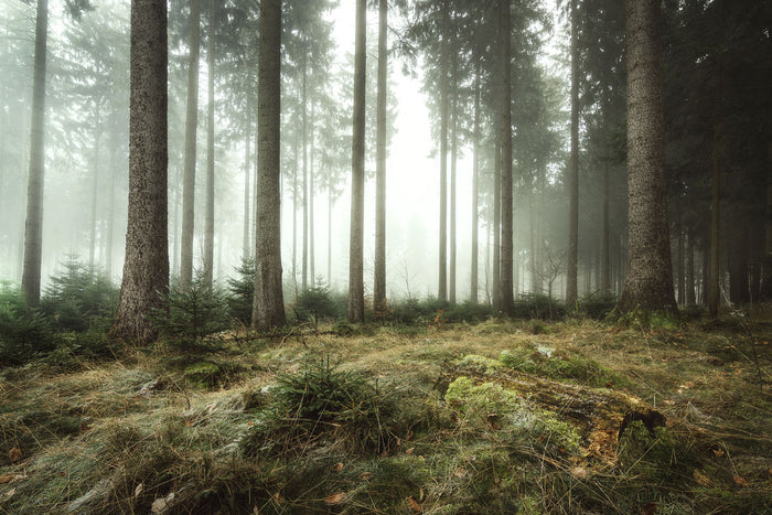 Autumn Sunrise in the Forest