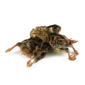 Back 2 Basics Small Frozen Quail Chicklets (6 Pack)