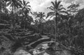 Black and White Bali Jungle Wall Mural-Wall Mural-Eazywallz