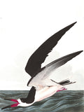 Black Skimmer Wall Mural-Wall Mural-Eazywallz
