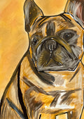 Brown French Bulldog - Art Prints