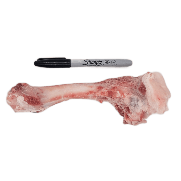 Bulk Lamb Femurs - 3 for $10: Large raw lamb femur bone with meat, alongside a Sharpie marker for scale; ideal chew for small to medium dogs.