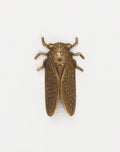 Cicada, 50x31mm, (1pc)