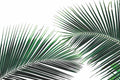 Coconut Palm Leaves Wall Mural-Wall Mural-Eazywallz