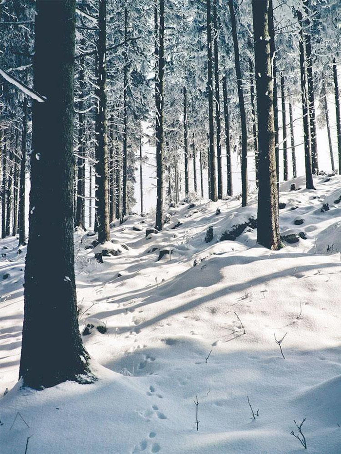 Cold Winter Nature Wall Mural-Wall Mural-Eazywallz
