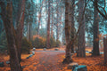 Dark Forest in Autumn Wall Mural-Wall Mural-Eazywallz