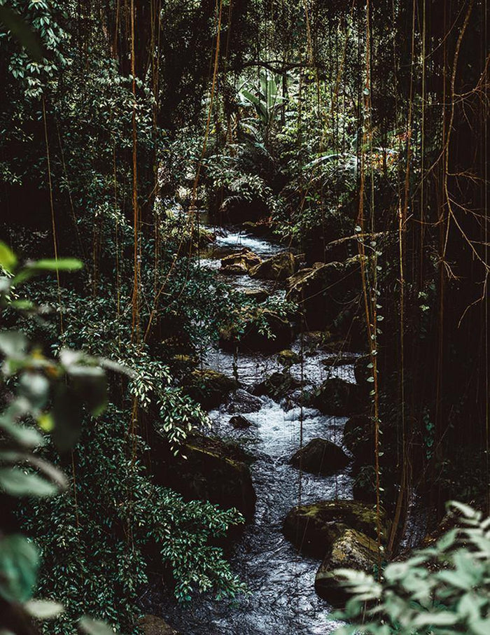 Dark Jungle Trail Wall Mural-Wall Mural-Eazywallz