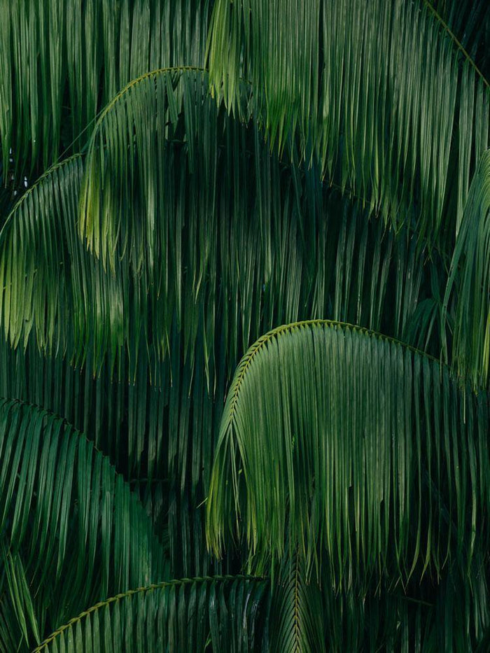 Dark Leaves 2 wall mural-Wall Mural-Eazywallz