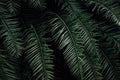 Dark Palm Trees Wall Mural-Wall Mural-Eazywallz
