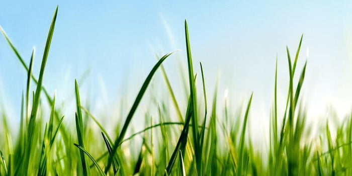 Delicate Grass Wall Mural-Wall Mural-Eazywallz