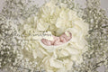 Digital Backdrop
