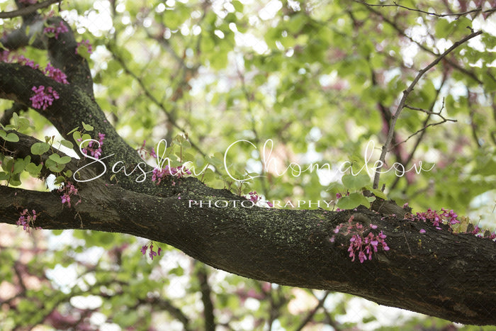 Discount Digital Backdrop