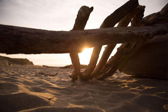Driftwood at the Beach Wall Mural-Wall Mural-Eazywallz