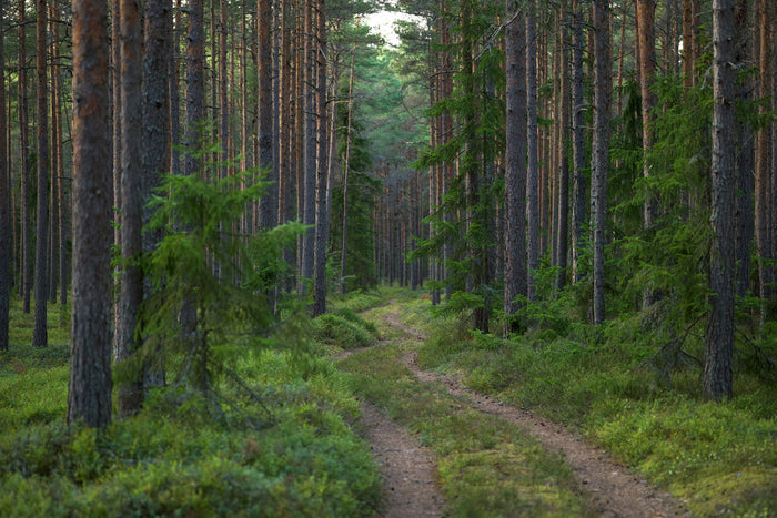 Enchanted Forest Pathway