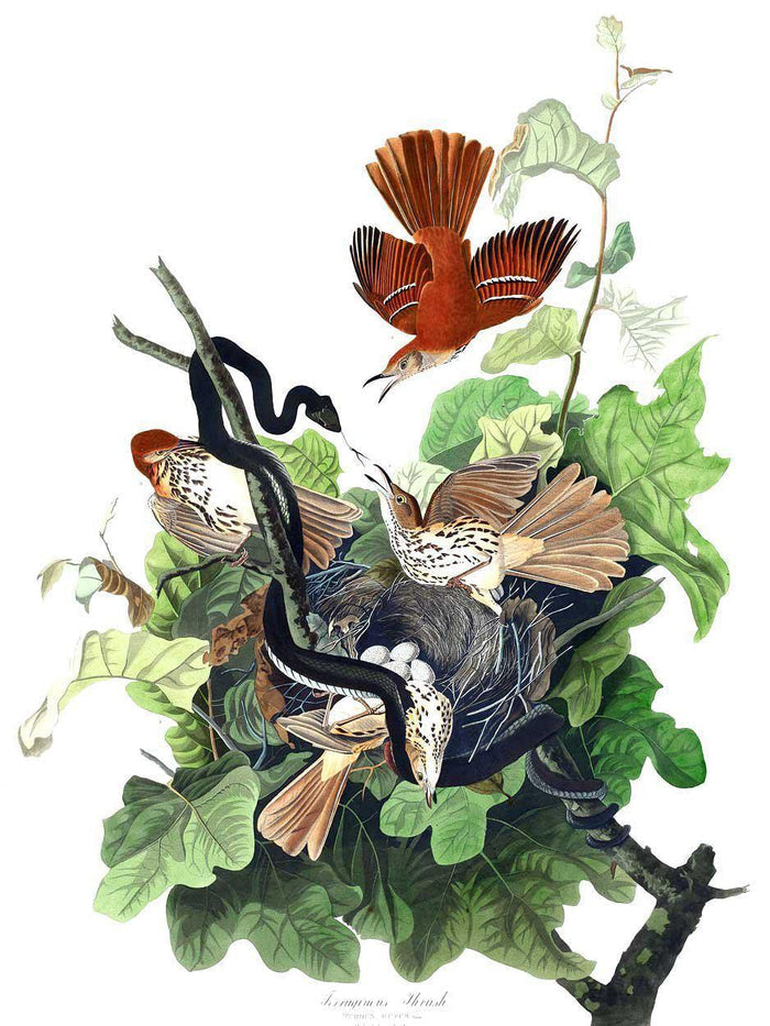Ferruginous Thrush Wall Mural-Wall Mural-Eazywallz