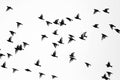 Flock of Sparrows Wall Mural-Wall Mural-Eazywallz