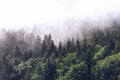 Foggy Forest 2 Wall Mural-Wall Mural-Eazywallz