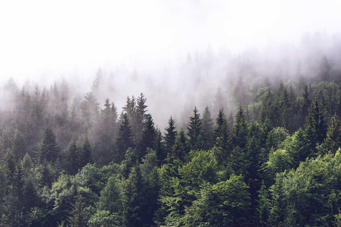 Foggy Forest 2 Wall Mural-Wall Mural-Eazywallz