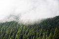 Foggy Green Forest Wall Mural-Wall Mural-Eazywallz