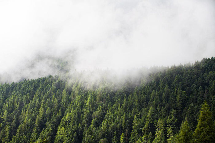 Foggy Green Forest Wall Mural-Wall Mural-Eazywallz