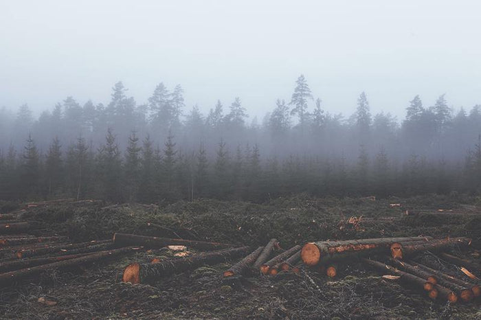 Foggy Lumber Forest Wall Mural-Wall Mural-Eazywallz
