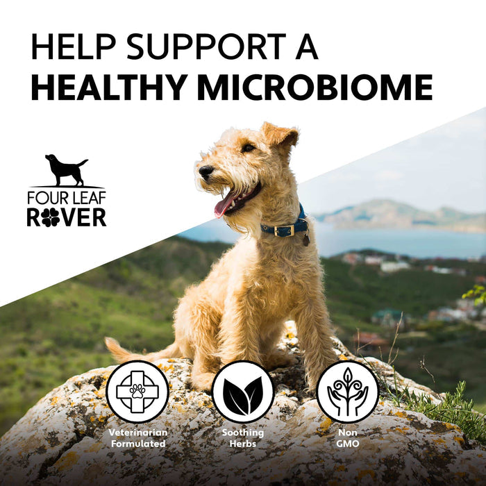 Four Leaf Rover Yeast Guard - Anti-Fungal Herbs: Image shows a happy dog on a hill, highlighting microbiome support with natural, non-GMO ingredients and veterinary formulation.