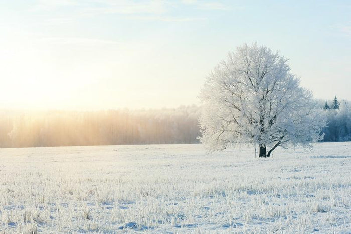 Frozen tree under sunlight Wall Mural-Wall Mural-Eazywallz
