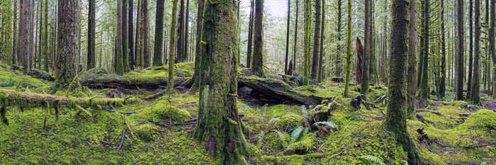 Golden Ears Rain Forest Wall Mural-Wall Mural-Eazywallz