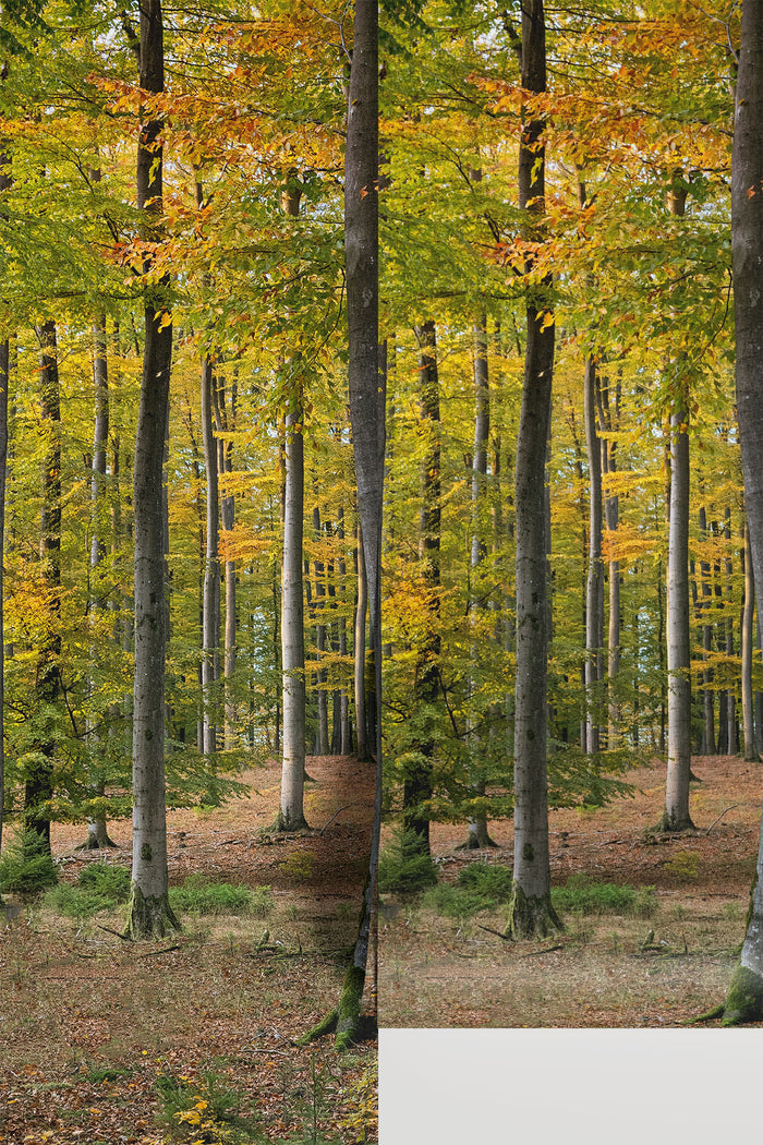 Golden Fall Forest