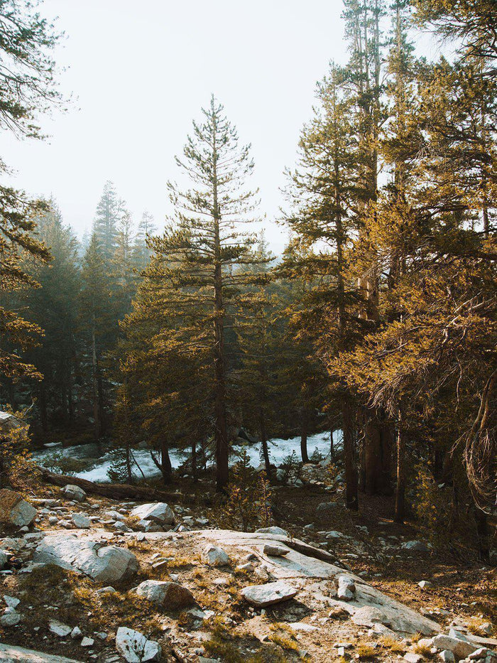 Golden Hour at Yosemite Park Wall Mural-Wall Mural-Eazywallz