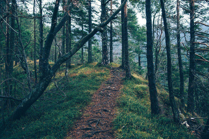 Green Forest Hill Wall Mural-Wall Mural-Eazywallz