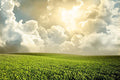 Green meadow under blue sky Wall Mural-Wall Mural-Eazywallz