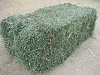 Hay Square Bale Local