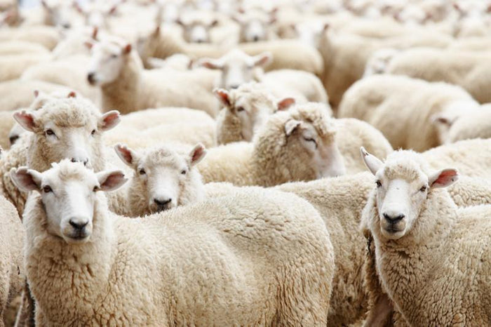 herd of sheep Wall Mural-Wall Mural-Eazywallz