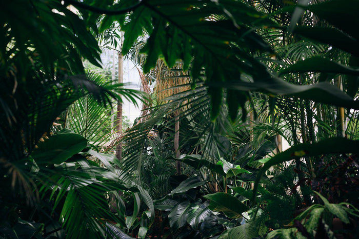 Hidden Jungle Wall Mural-Wall Mural-Eazywallz