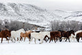 Horses on the Ranch Mural Wallpaper-Wall Mural-Eazywallz
