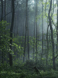 Indonesian Rain Forest Wall Mural-Wall Mural-Eazywallz
