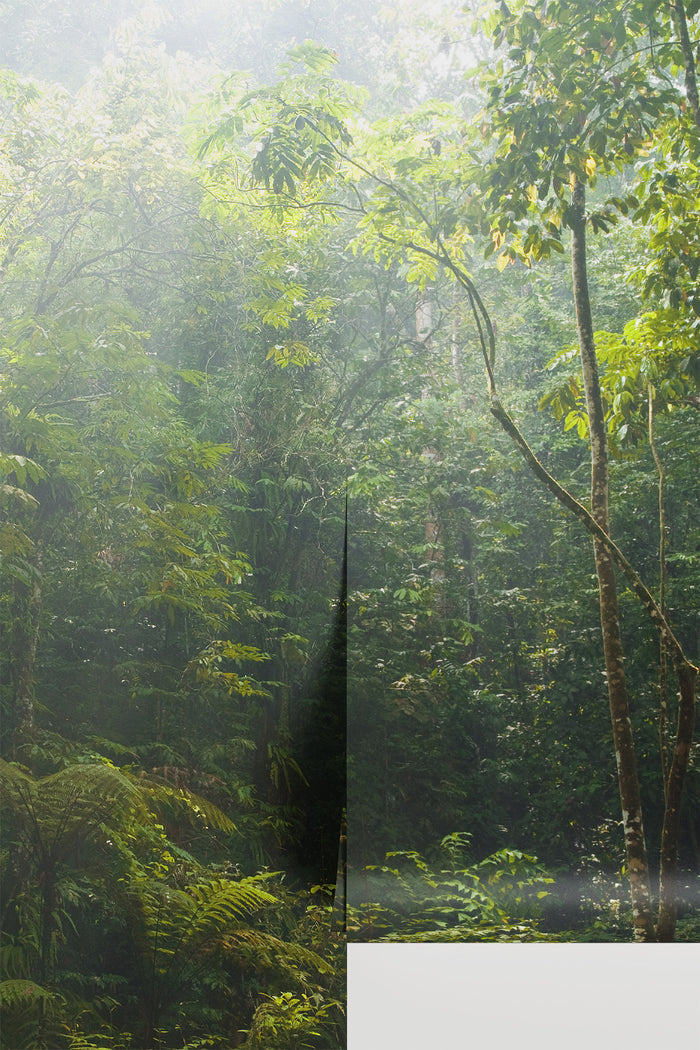 Jungle at dawn
