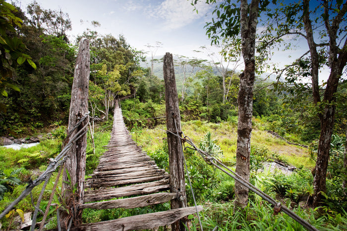 Jungle Bridge Path