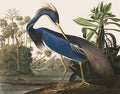 Louisiana Heron