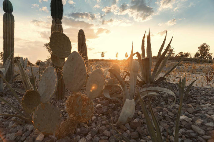 Mexican Desert Wallpaper Mural-Wall Mural-Eazywallz