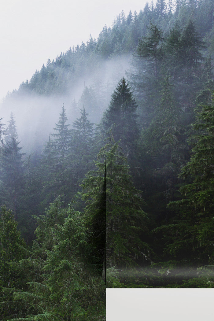 Misty Evergreen