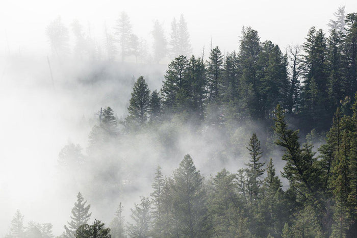 Morning Fog Through Tower Hall Wall Mural-Wall Mural-Eazywallz