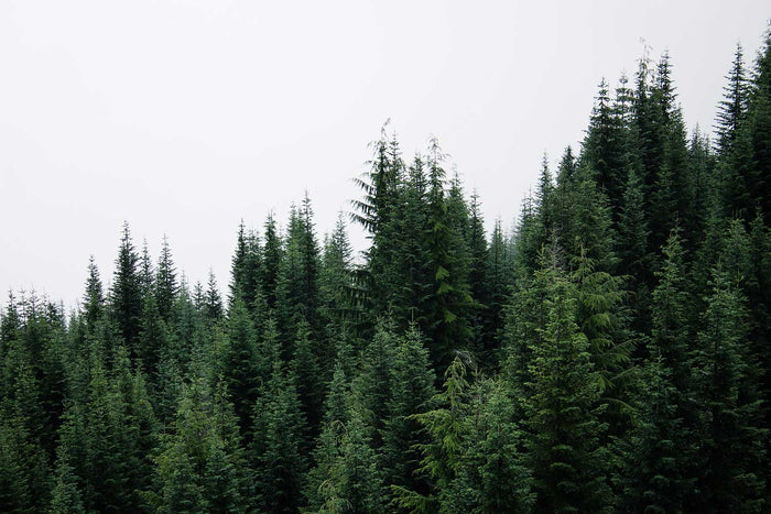 Natural Forest Tree Line Wall Mural-Wall Mural-Eazywallz