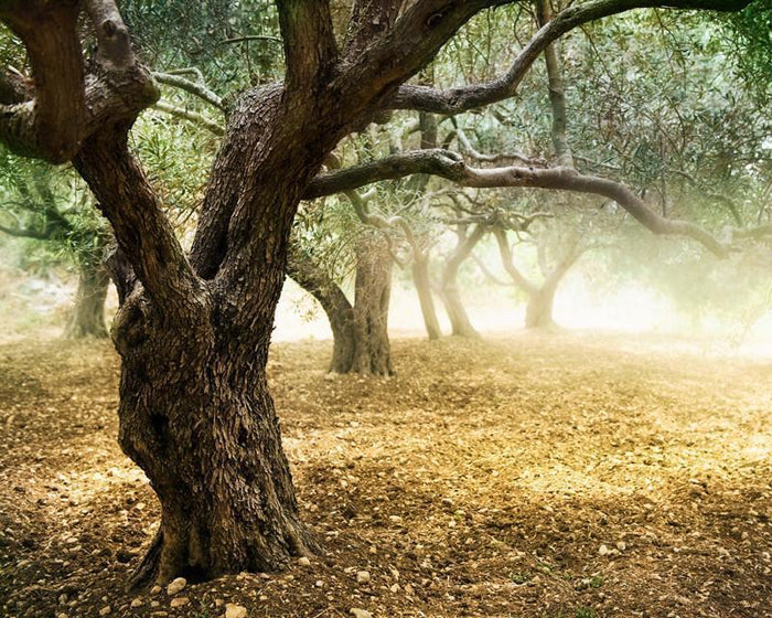 Old olive trees Wall Mural-Wall Mural-Eazywallz