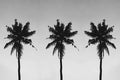 Palm Silhouette
