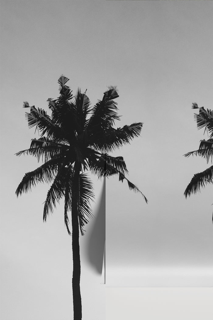 Palm Silhouette