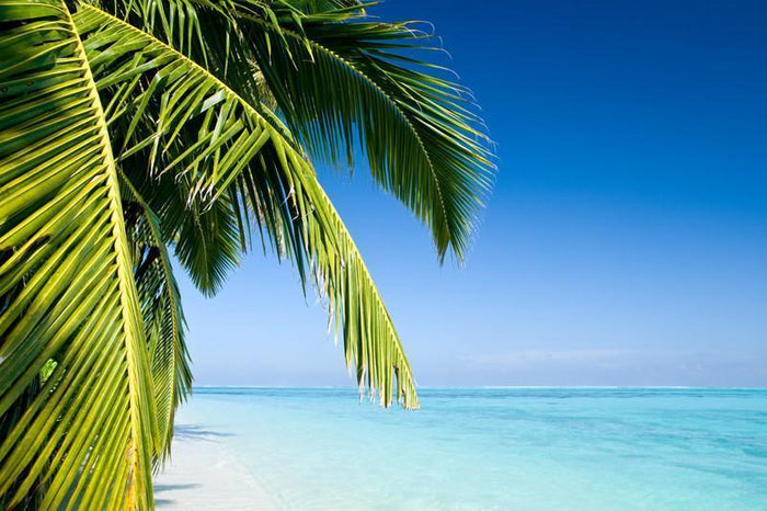 Palm tree on a tropical beach Wall Mural-Wall Mural-Eazywallz